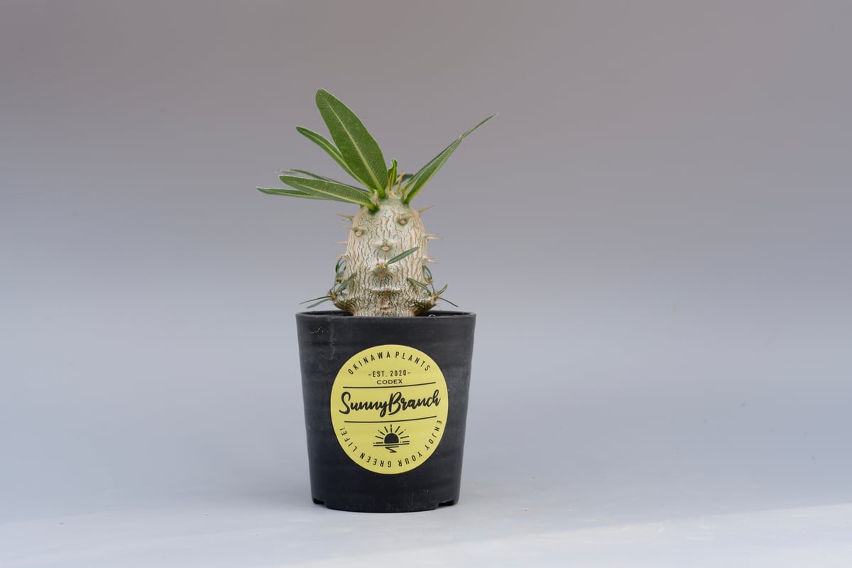 パキポディウム カクチペス 実生株 002 Pachypodium cactipes パキポディウム カクチペス 実生株 002 Pachypodium cactipes
