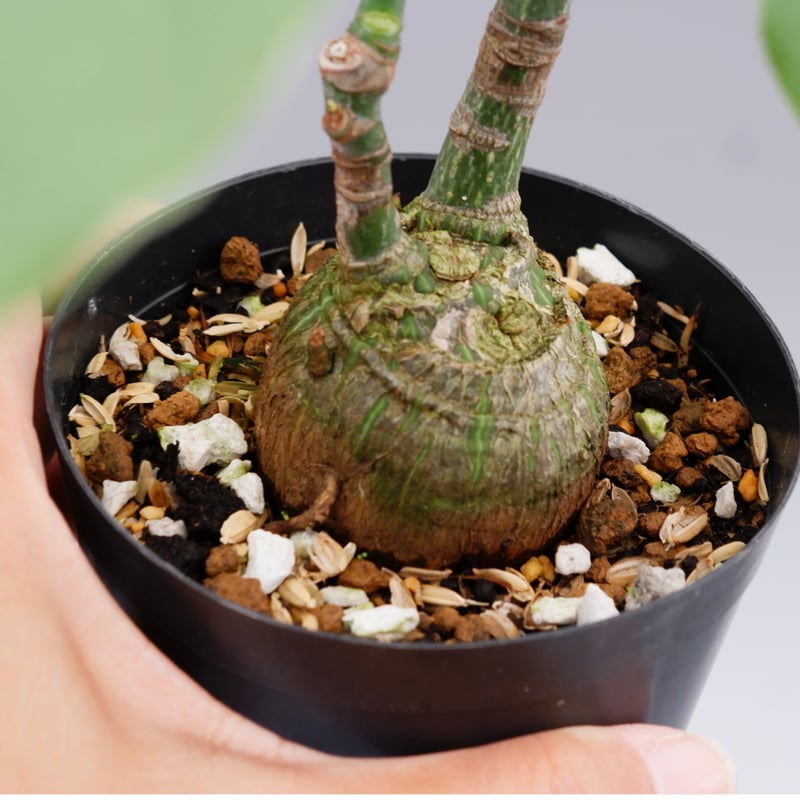 まんまる型 プセウド ボンバックス 023 Pseudobombax ellipticum