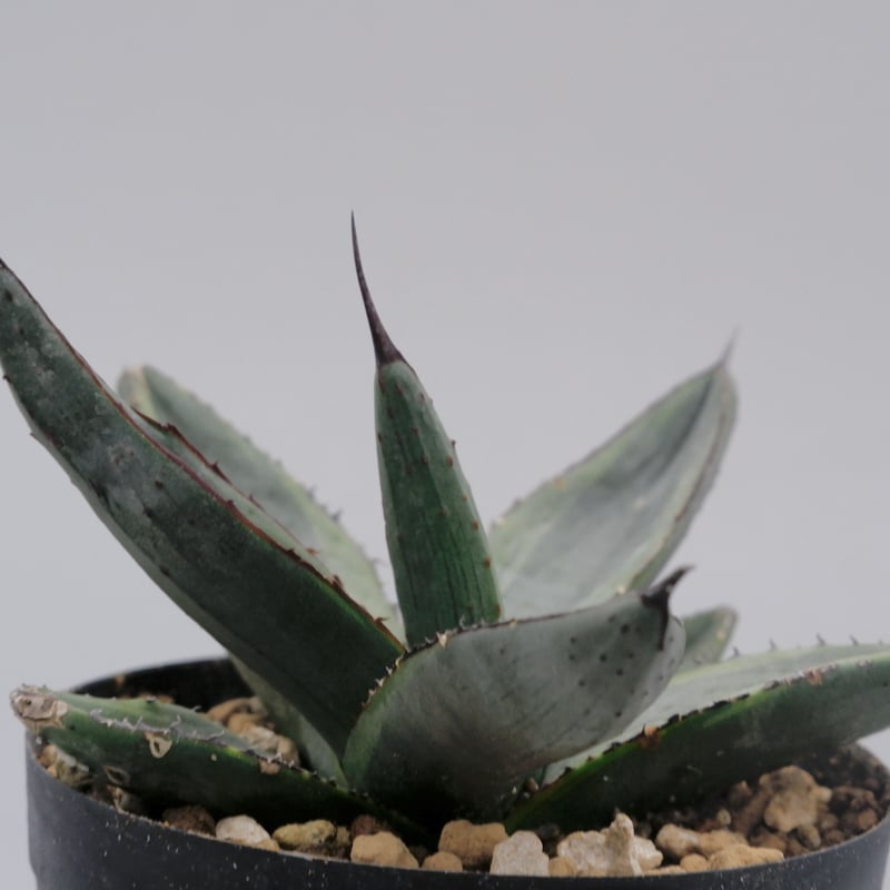 アガベ シャークバイト002 Agave Sharkbite | Sunny Branch
