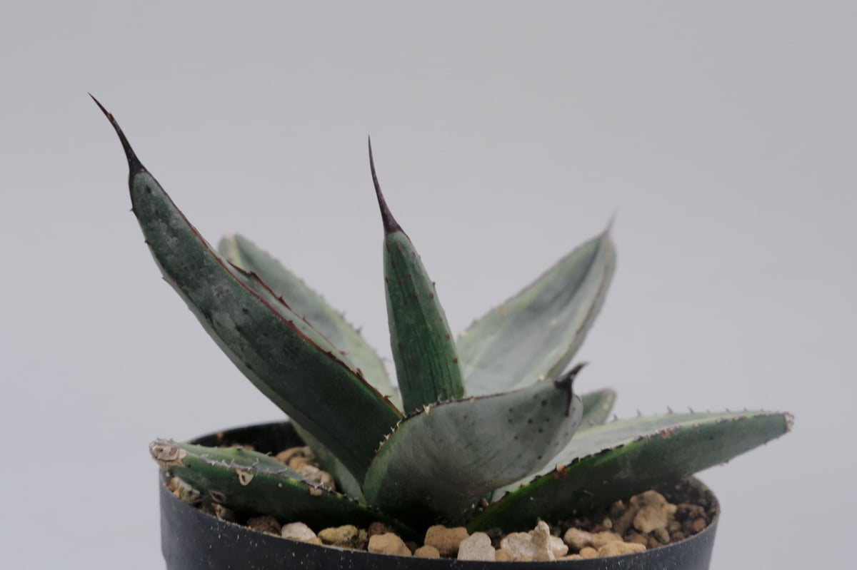 アガベ シャークバイト002 Agave Sharkbite | Sunny Branch