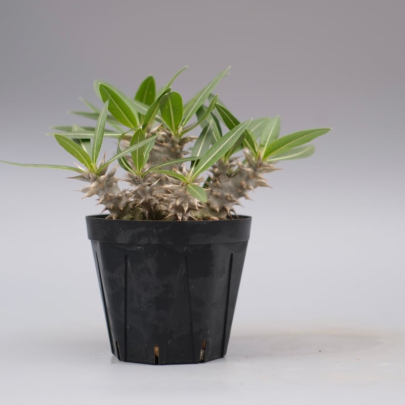 パキポディウム ロスラーツム 実生株 013 Pachypodium rosulatum ve
