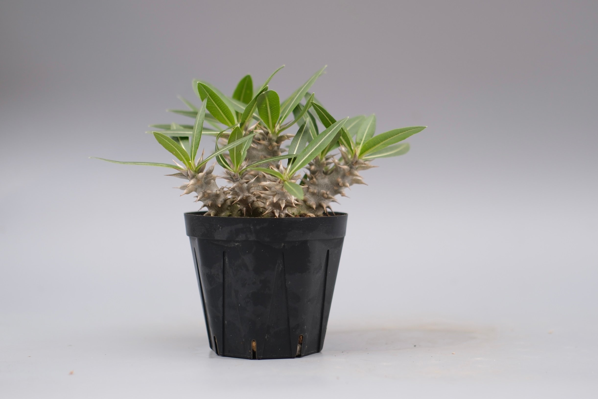 パキポディウム ロスラーツム 実生株 013 Pachypodium rosulatum ve