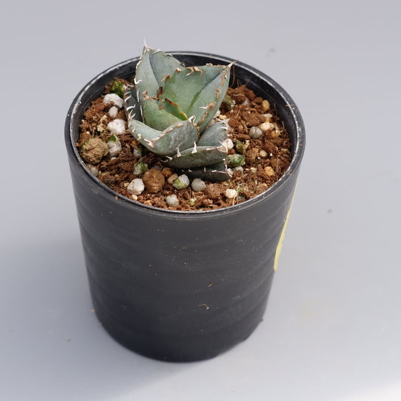 アガベ オテロイ 実生株 Agave oteroi seeding 040 | Sunny