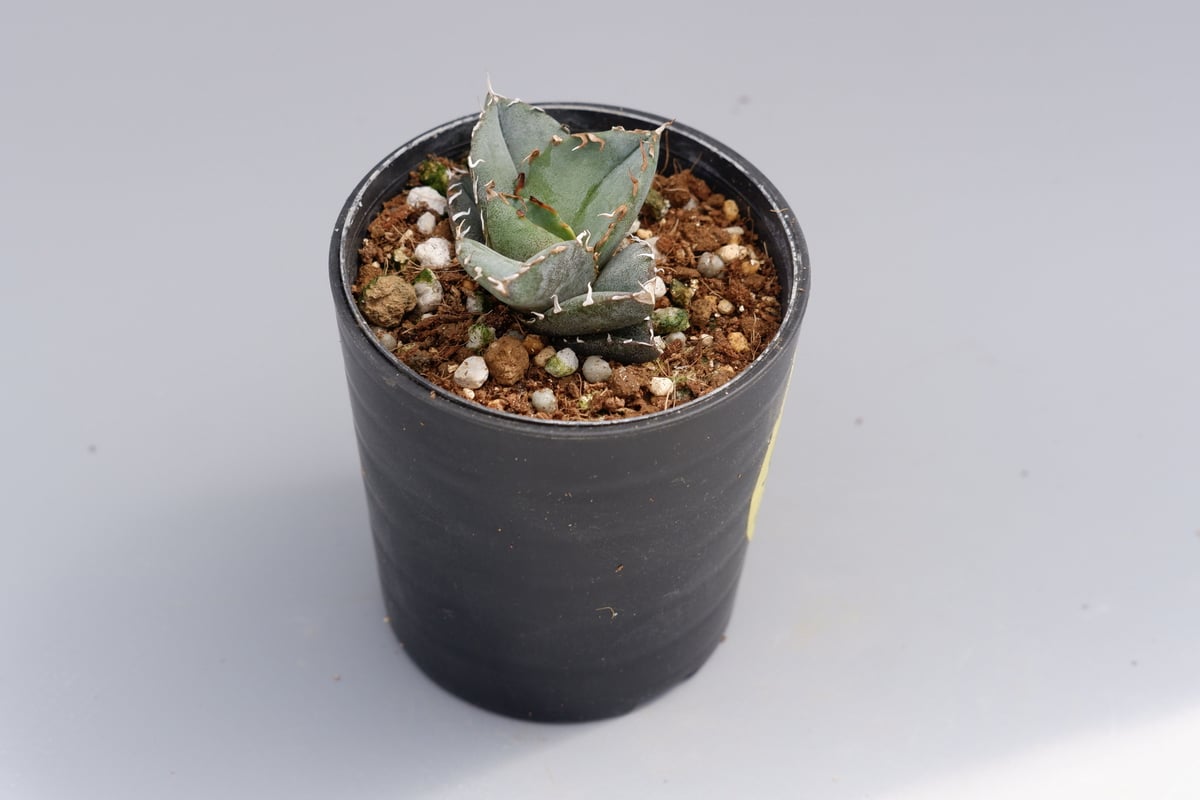 アガベ オテロイ 実生株 Agave oteroi seeding 040 | Sunny