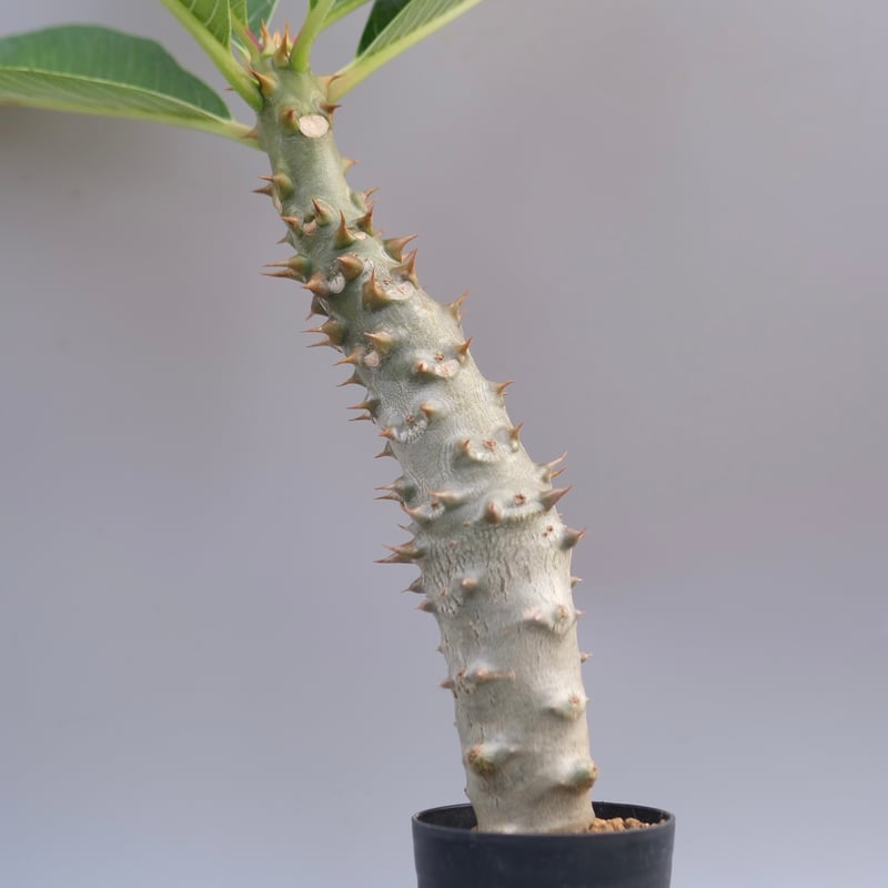 パキポディウム バロニー 実生 パキポディウム バロニー(実生) / Pachypodium baronii no.51