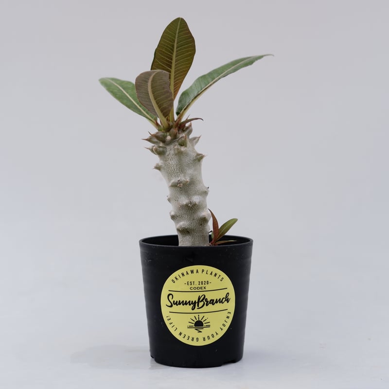 パキポディウム バロニー実生株012 Pachypodium baronii | Sunny