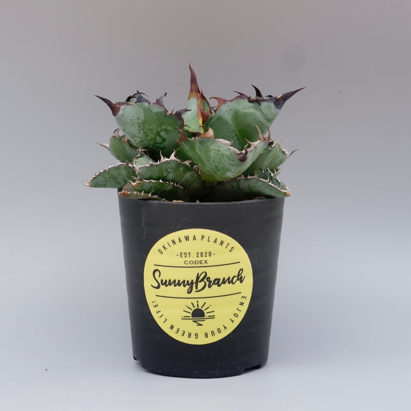 アガベ チタノタ ブラックアンドブルー Agave titanota BB 084 | Sun