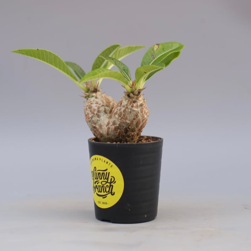 国内繁殖株の種子からの実生株　パキポディウムウィンゾリー 実生株】パキポディウム ウィンゾリー | Pachypodium windsorii – LAND