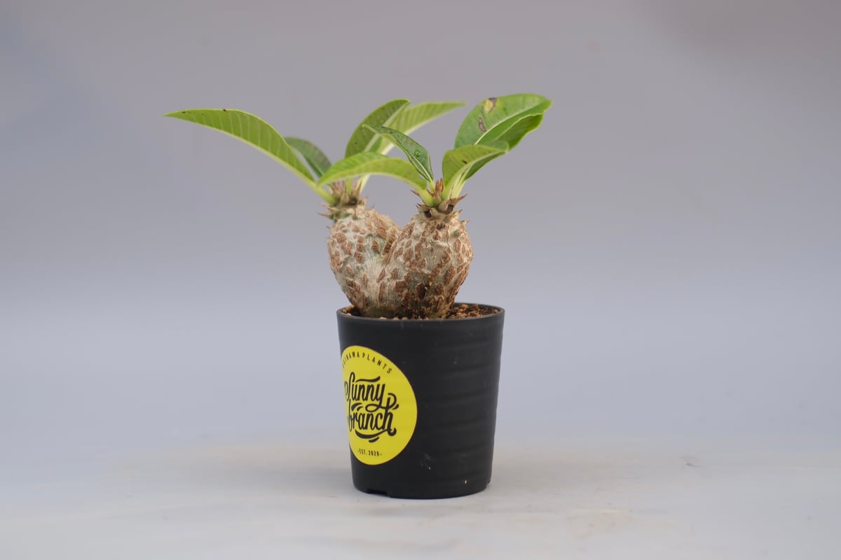 パキポディウム ウィンゾリー 実生株 089 Pachypodium windsorii |