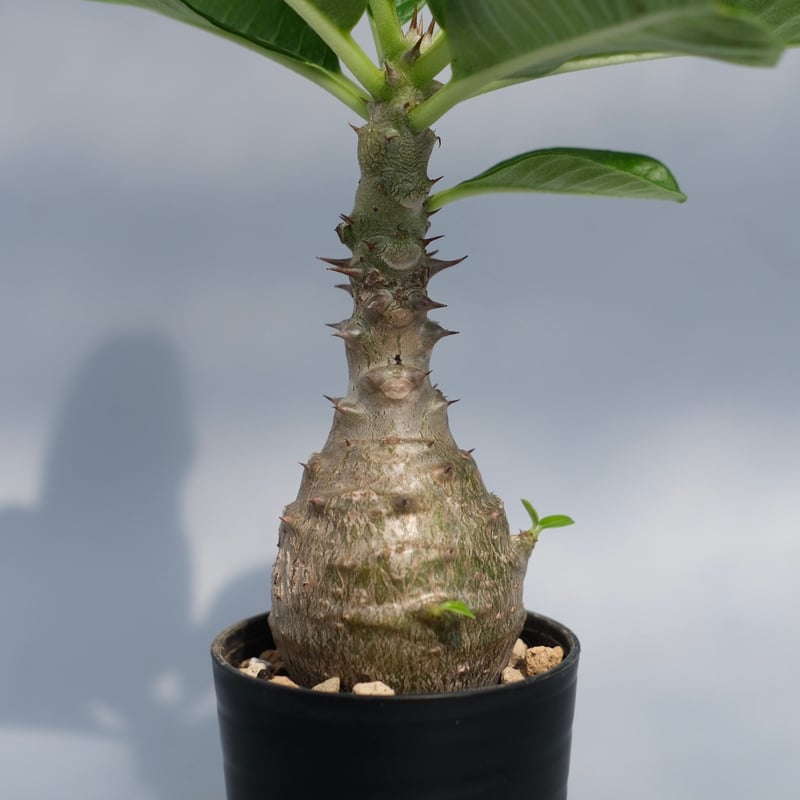 パキポディウム ウィンゾリー 実生株 067 Pachypodium windsorii |