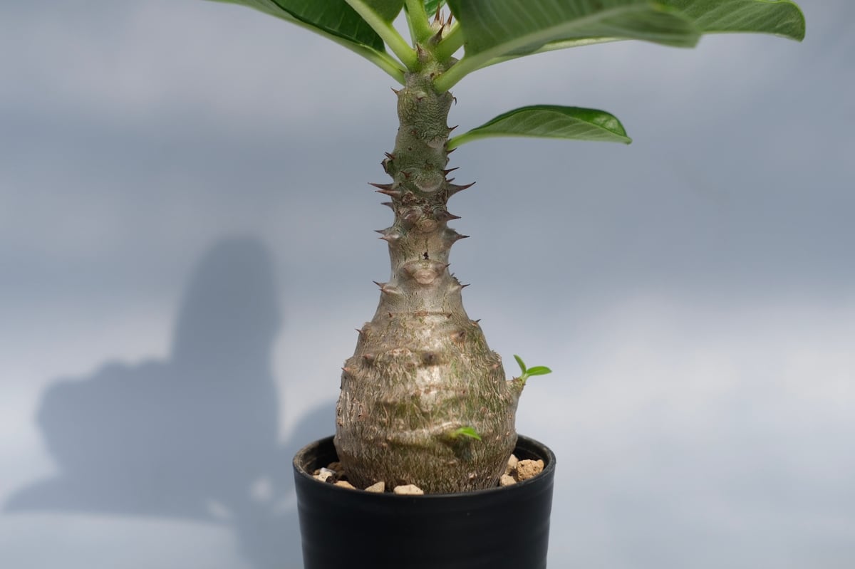 パキポディウム ウィンゾリー 実生株 067 Pachypodium windsorii |