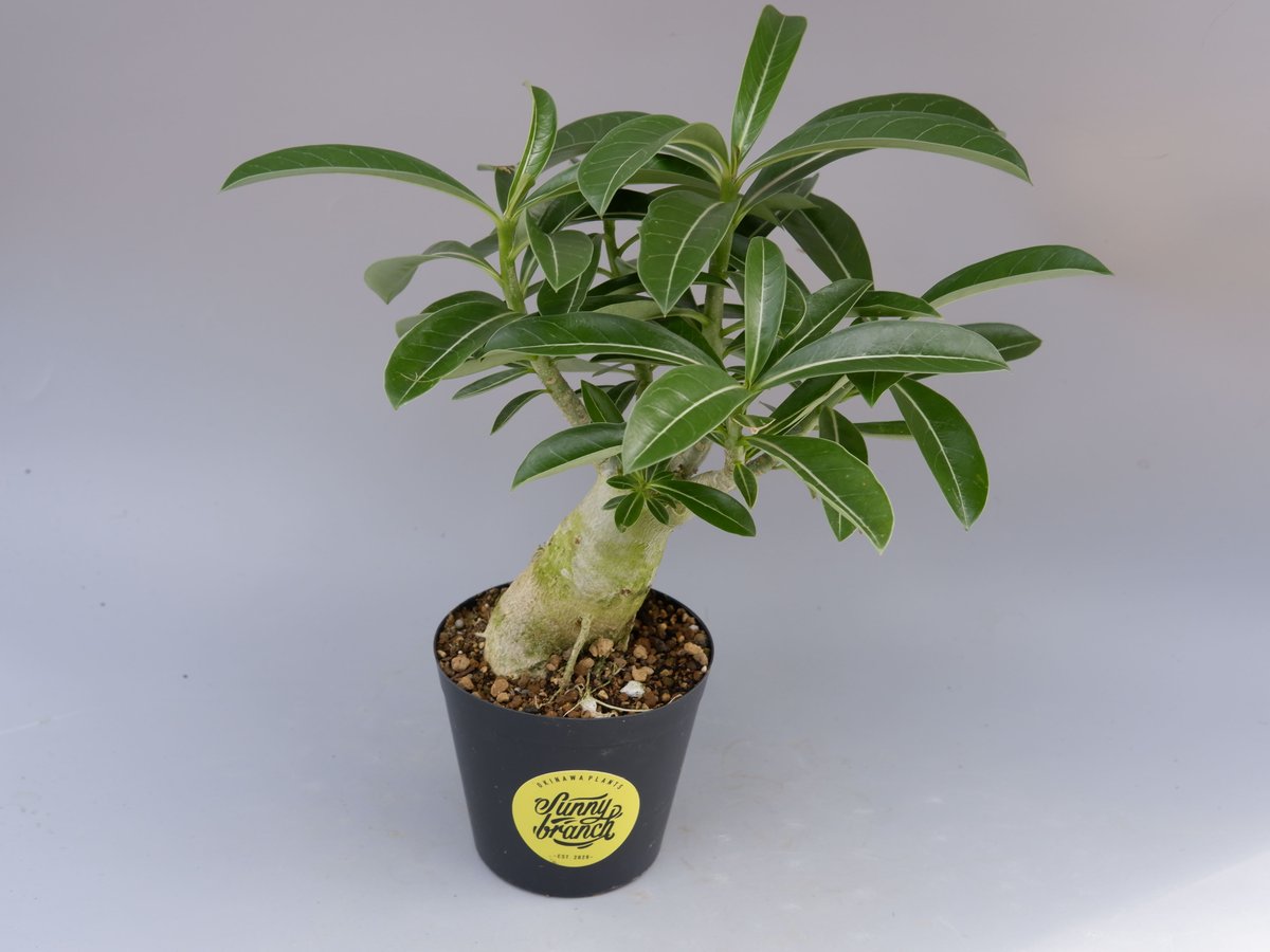 アデニウム ソマレンセ 実生株 Adenium somalense 006 | Sunny B