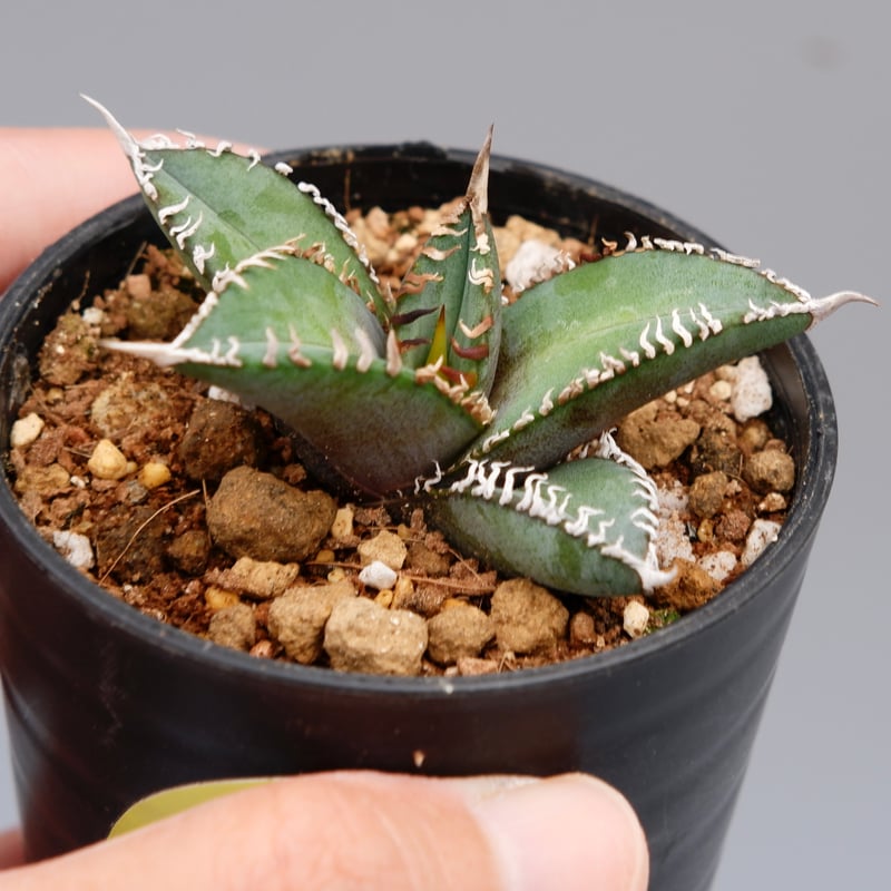 アガベ オテロイ 実生株 Agave oteroi seeding 092 | Sunny