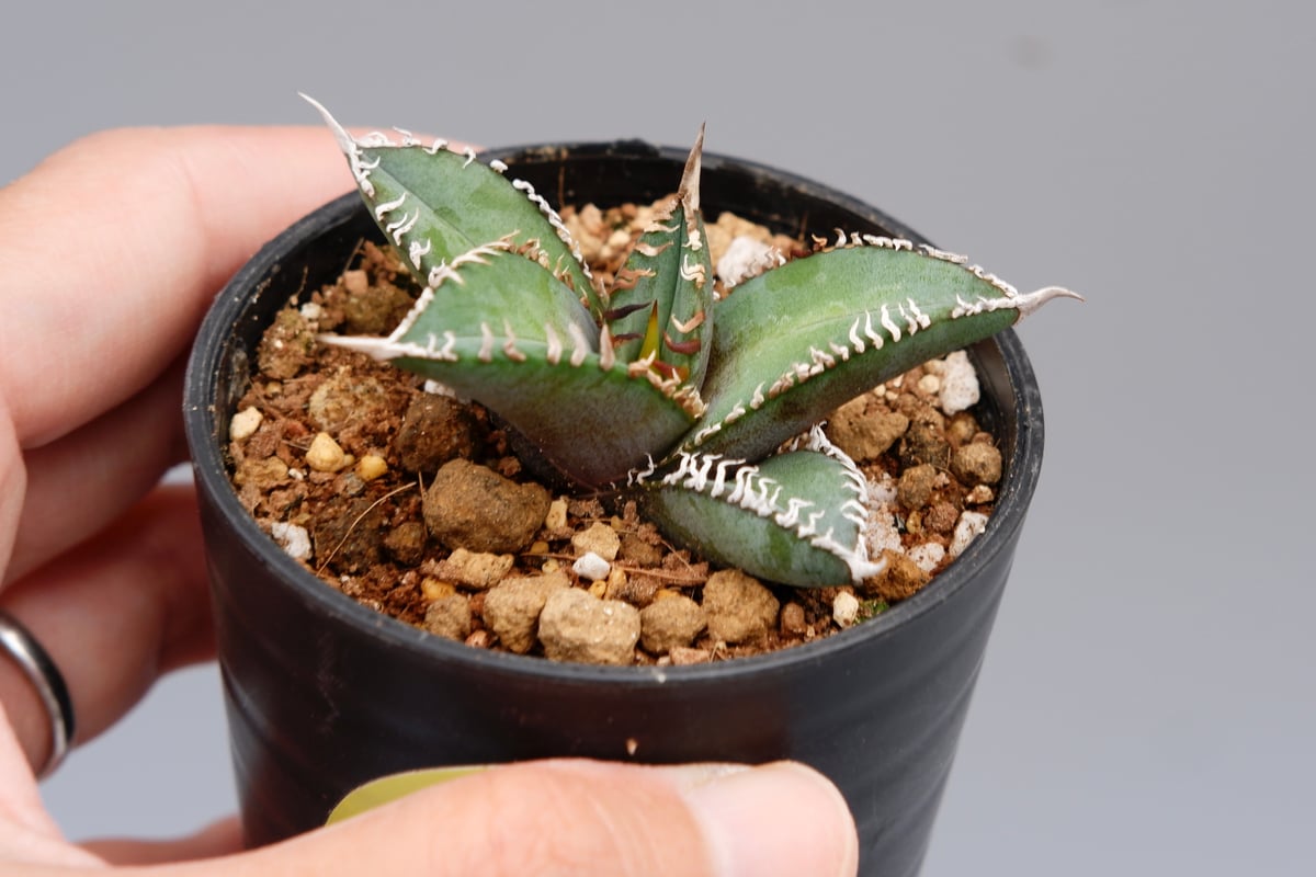 アガベ オテロイ 実生株 Agave oteroi seeding 092 | Sunny