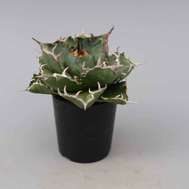 アガベ チタノタ 白鯨 Agave titanota white whale 225 | Su