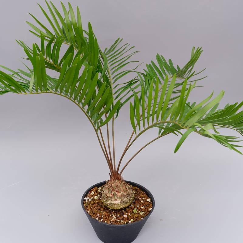 ザミア フロリダーナ 005 Zamia floridana 蘇鉄 | Sunny Branch