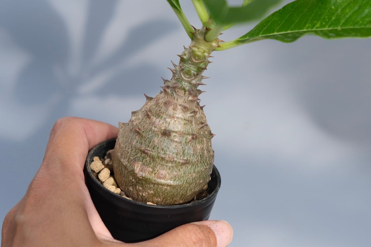 パキポディウム ウィンゾリー 実生株 068 Pachypodium windsorii