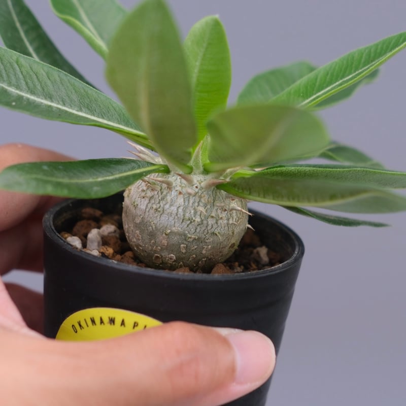 ☺︎ ウィンゾリーとエニグマチカム パキポディウム エニグマチカム 実生株 Pachypodium enigmaticum 011