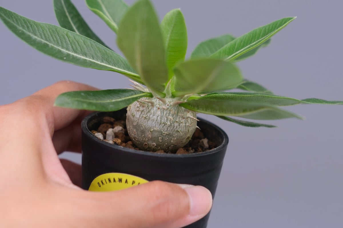 パキポディウム エニグマチカム 実生株 Pachypodium enigmaticum 011