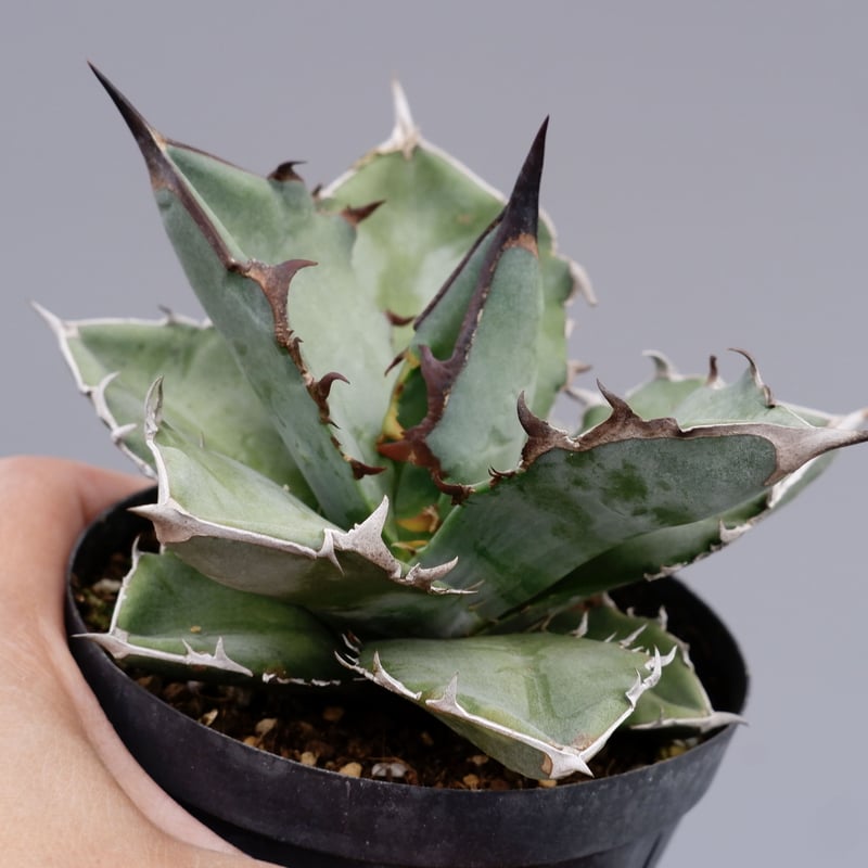 アガベ チタノタ ドワーフ 003 Agave titanota 'Dwarf' | Sunn