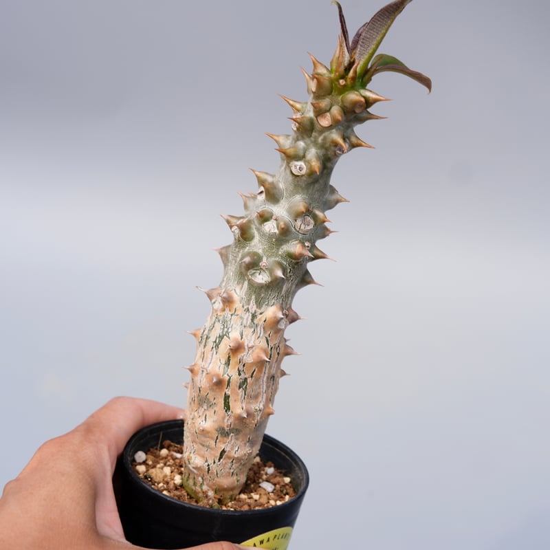 パキポディウム バロニー実生株024 Pachypodium baronii | Sunny