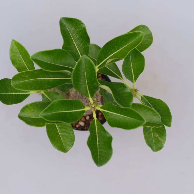 パキポディウム ウィンゾリー 実生株 077 Pachypodium windsorii |