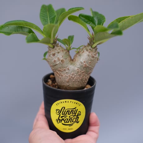 パキポディウムウィンゾリー | STORES