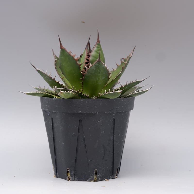 アガベ ホリダ 046 Agave horrida 強棘 | Sunny Branch