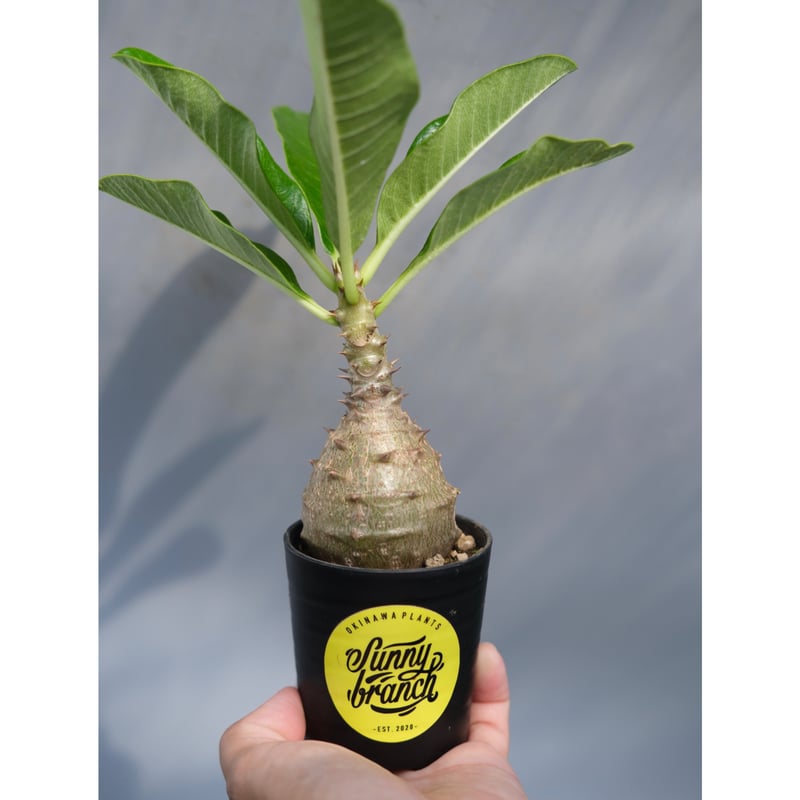 パキポディウム ウィンゾリー 国内実生 パキポディウム ウィンゾリー 実生株 014 Pachypodium windsorii