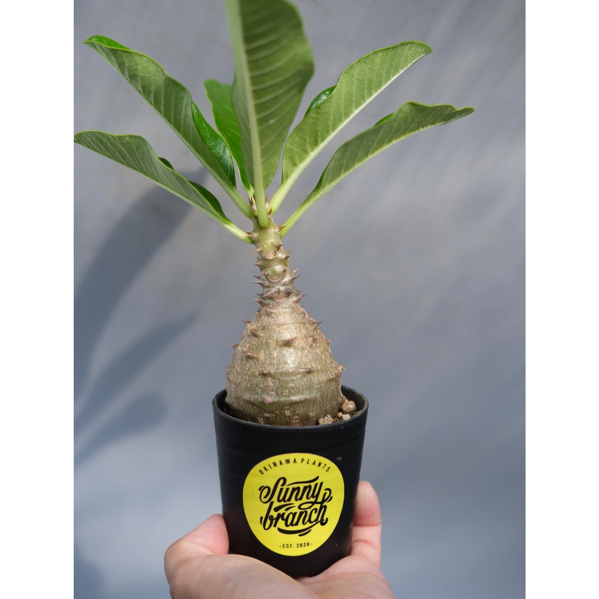 速達発送‼︎パキポディウム　ウィンゾリー　3株 速達発送‼︎パキポディウム ウィンゾリー 3株 速達発送