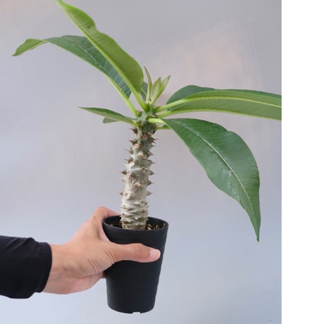 パキポディウム バロニー 珍株 3分岐 純血 実生 送料込み 2025年最新】パキポディウム バロニーの人気アイテム - メルカリ