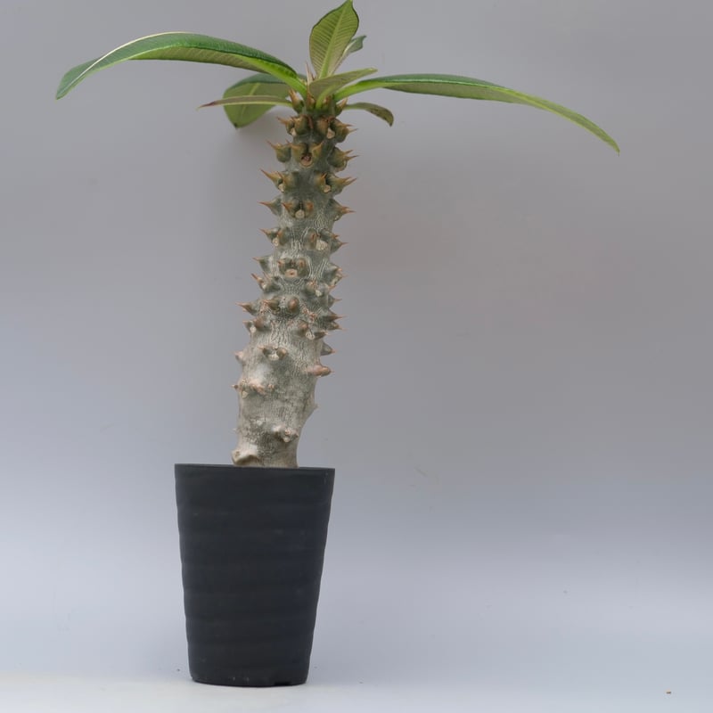 パキポディウム バロニー実生株035 Pachypodium baronii | Sunny