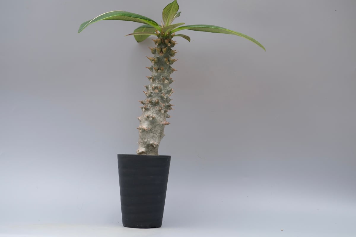 パキポディウム バロニー実生株035 Pachypodium baronii | Sunny