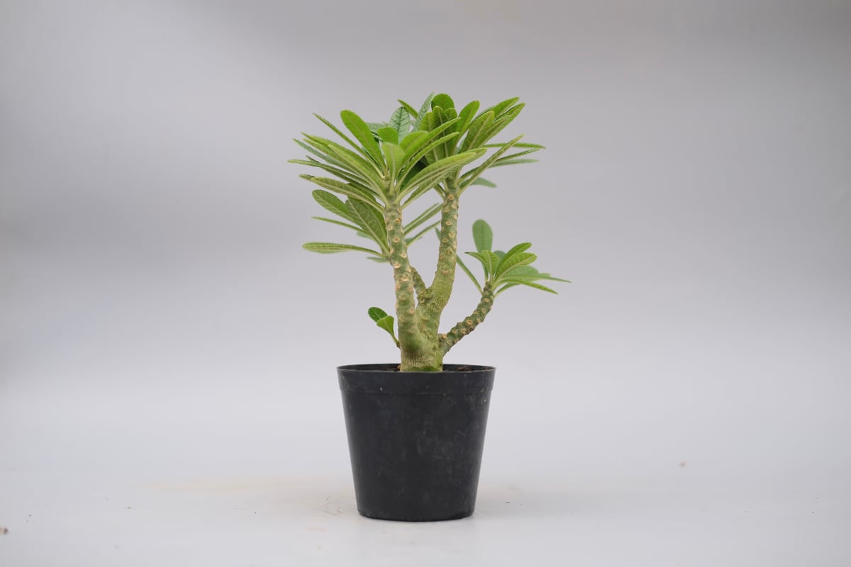 ドルステニア ギガス ドルステニア ギガス057 Dorstenia gigas | Sunny Branch