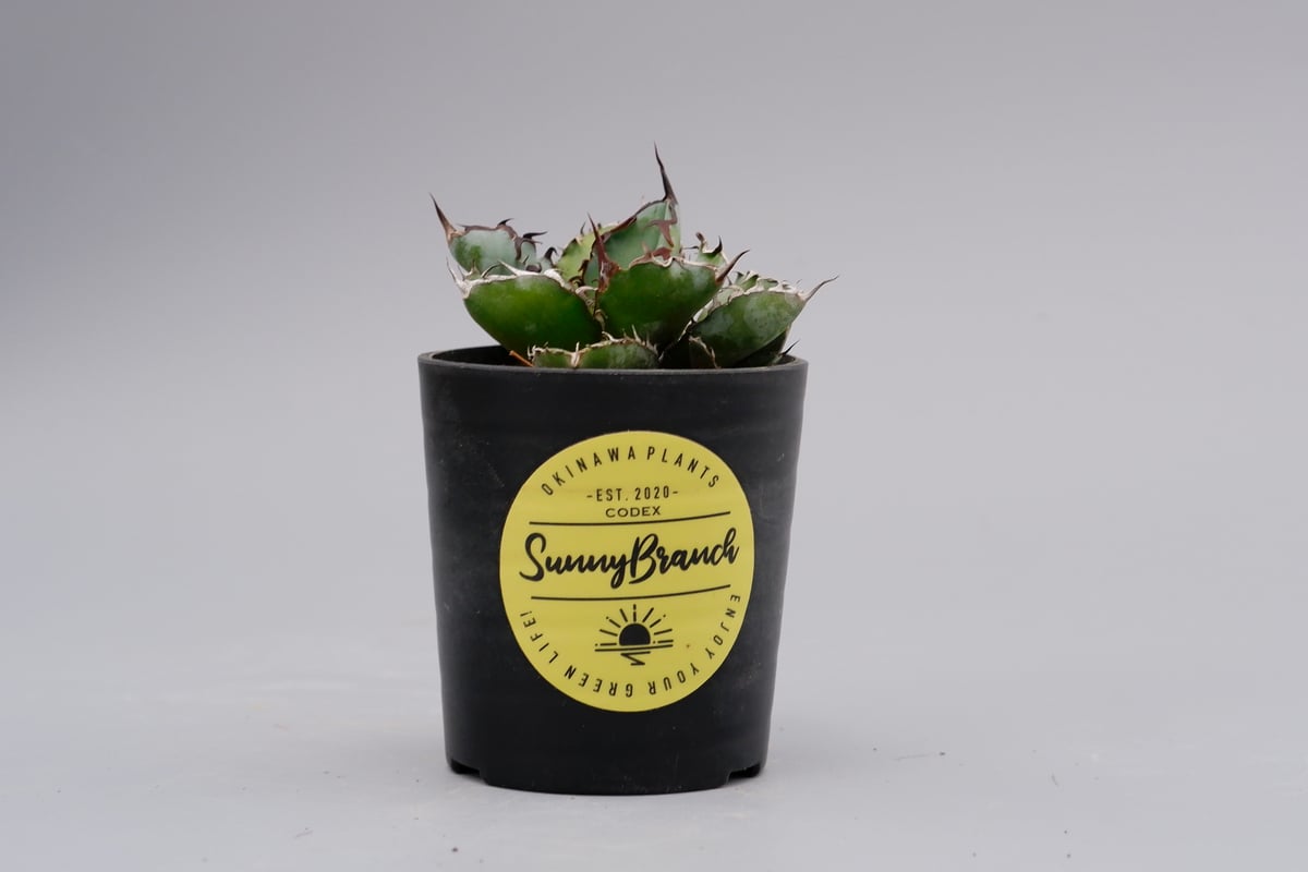 アガベ チタノタ ブラックアンドブルー Agave titanota BB 059 【子株