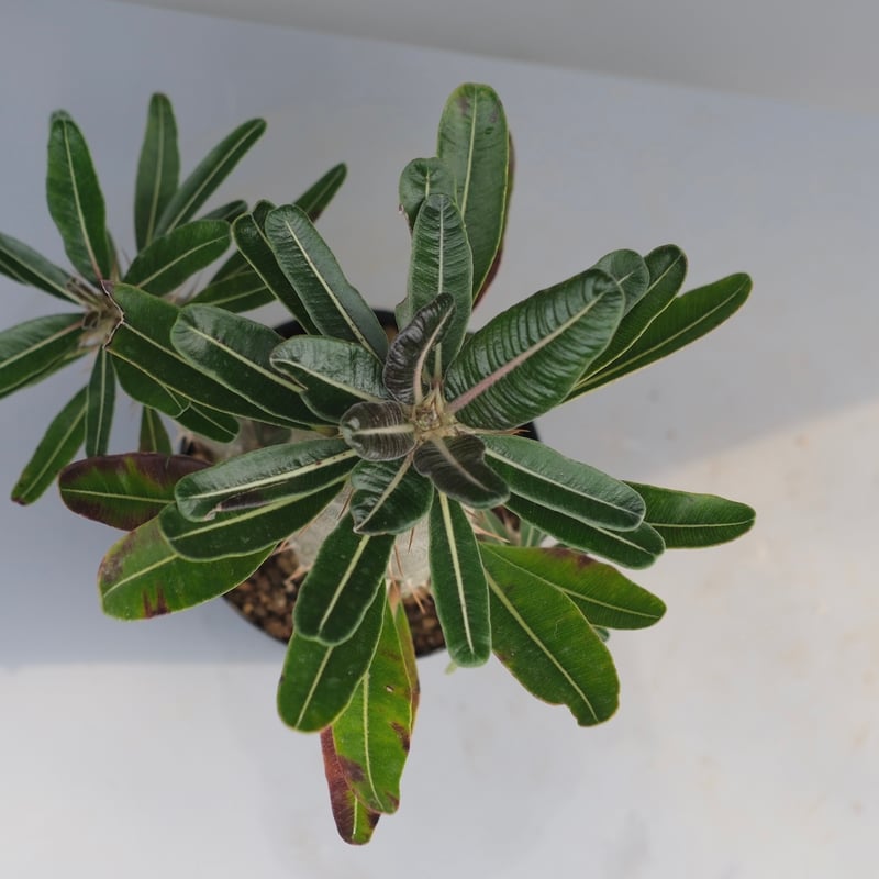パキポディウム カクチペス 実生株 032 Pachypodium cactipes | Su