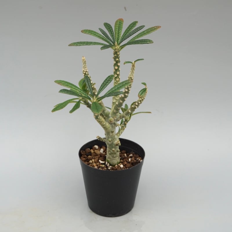 ドルステニア ギガス032 Dorstenia gigas | Sunny Branch