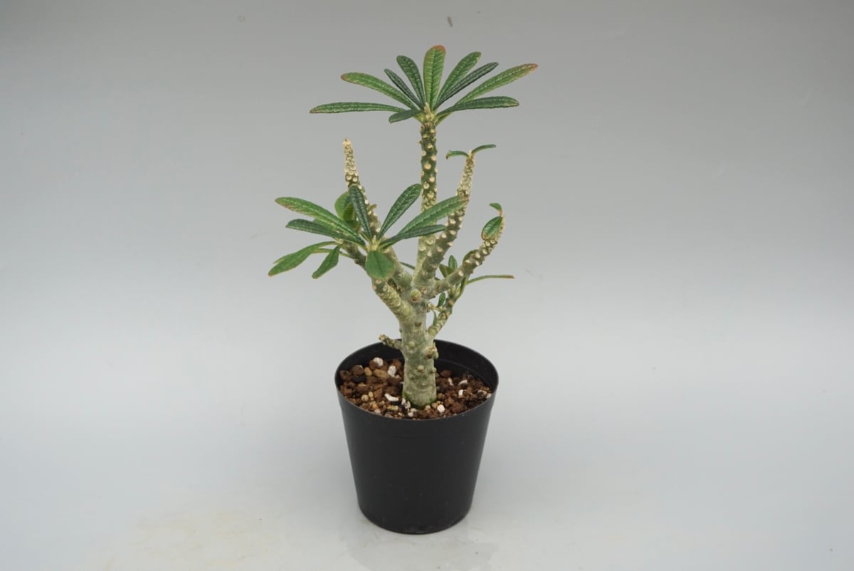 ドルステニア ギガス032 Dorstenia gigas | Sunny Branch