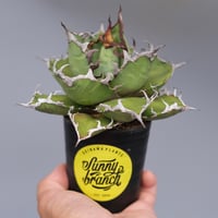 アガベ チタノタ シーザー 子株付き Agave titanota caesar 109 |