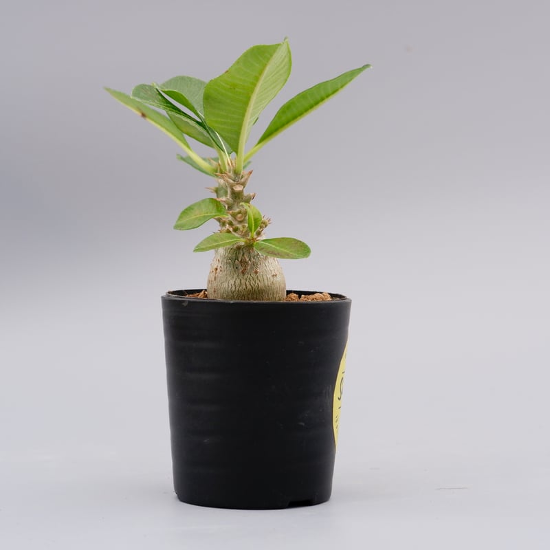 パキポディウム ウィンゾリー 実生株 017 Pachypodium windsorii |
