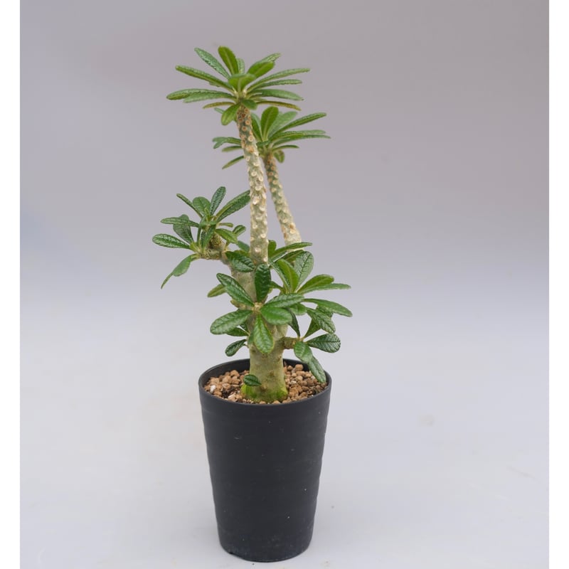 ドルステニア ギガス045 Dorstenia gigas | Sunny Branch