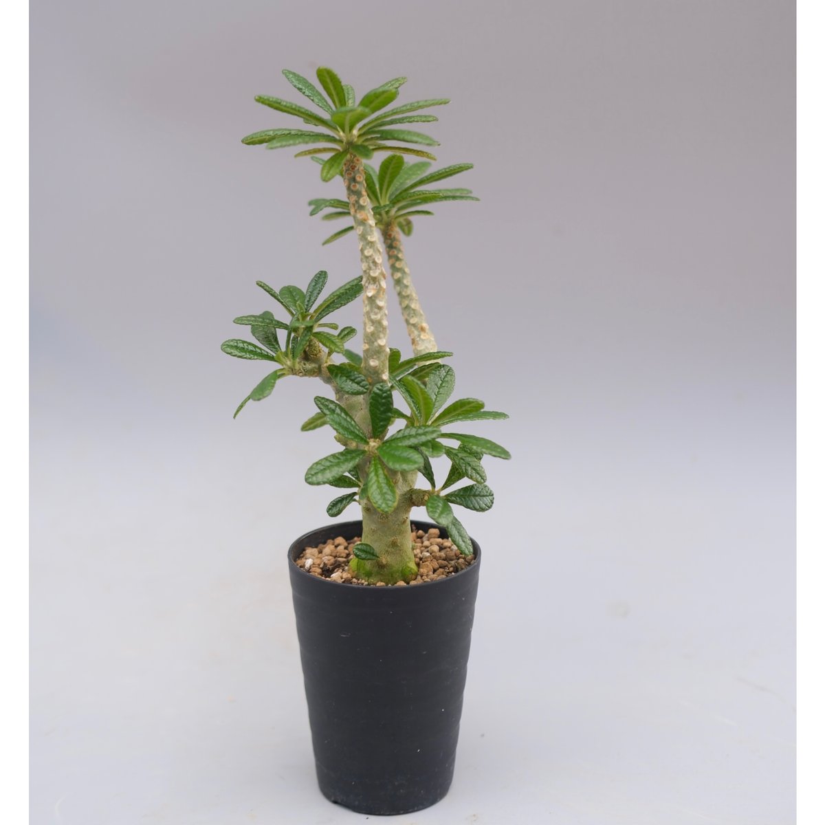 ドルステニア ギガス045 Dorstenia gigas | Sunny Branch