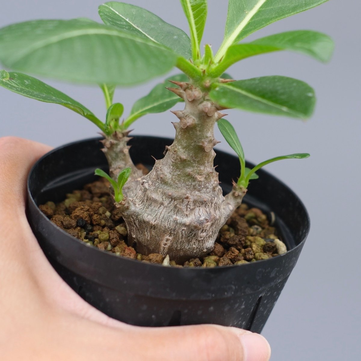 パキポディウム ウィンゾリー 実生株 040 Pachypodium windsorii |