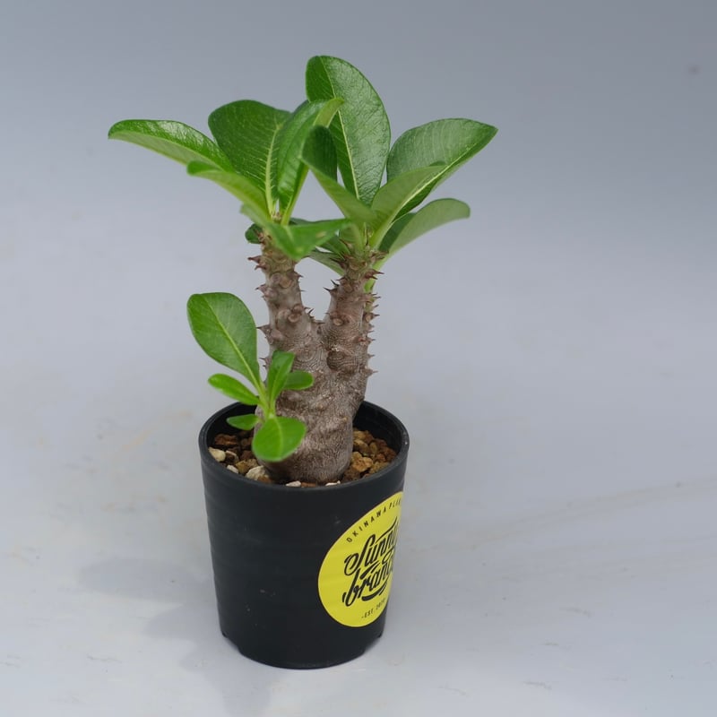 パキポディウム ウィンゾリー 実生株 052 Pachypodium windsorii |
