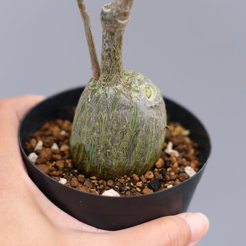 まんまる型 プセウド ボンバックス 050 Pseudobombax ellipticum |