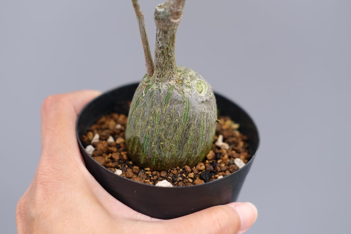 まんまる型 プセウド ボンバックス 050 Pseudobombax ellipticum |