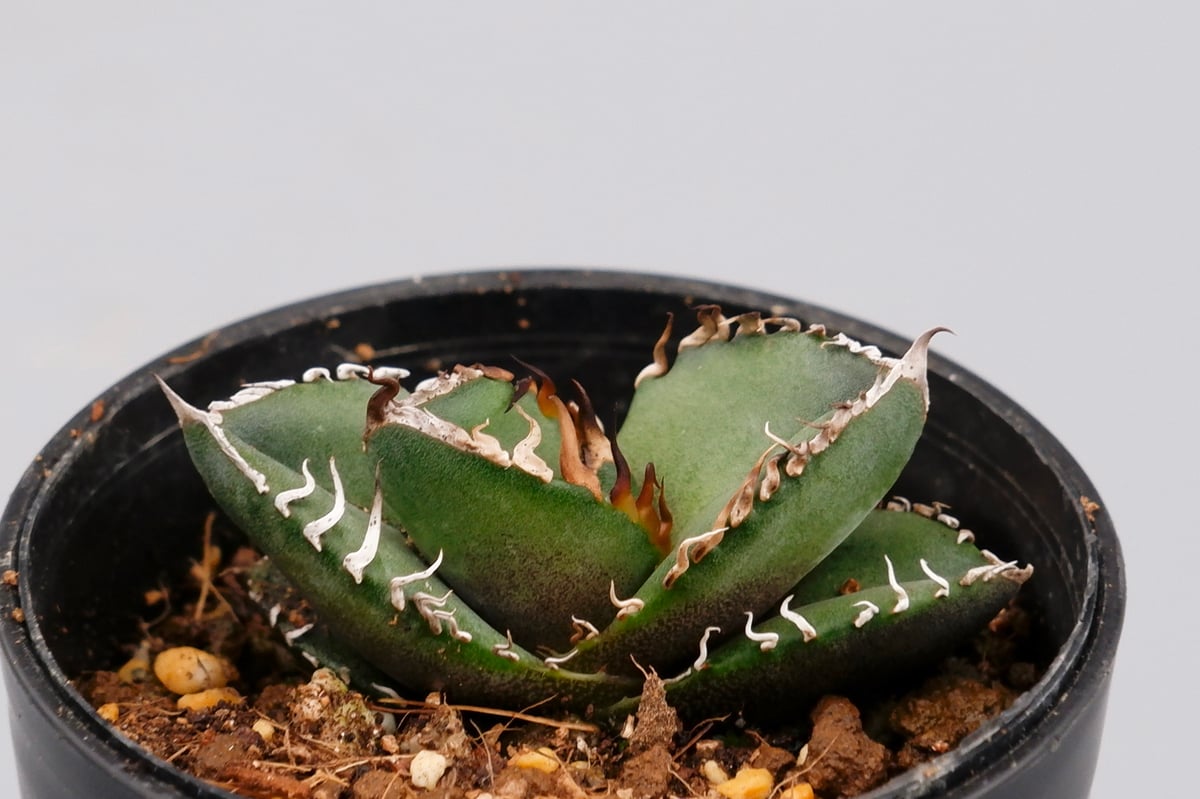 アガベ オテロイ 実生株 Agave oteroi seeding 065 | Sunny