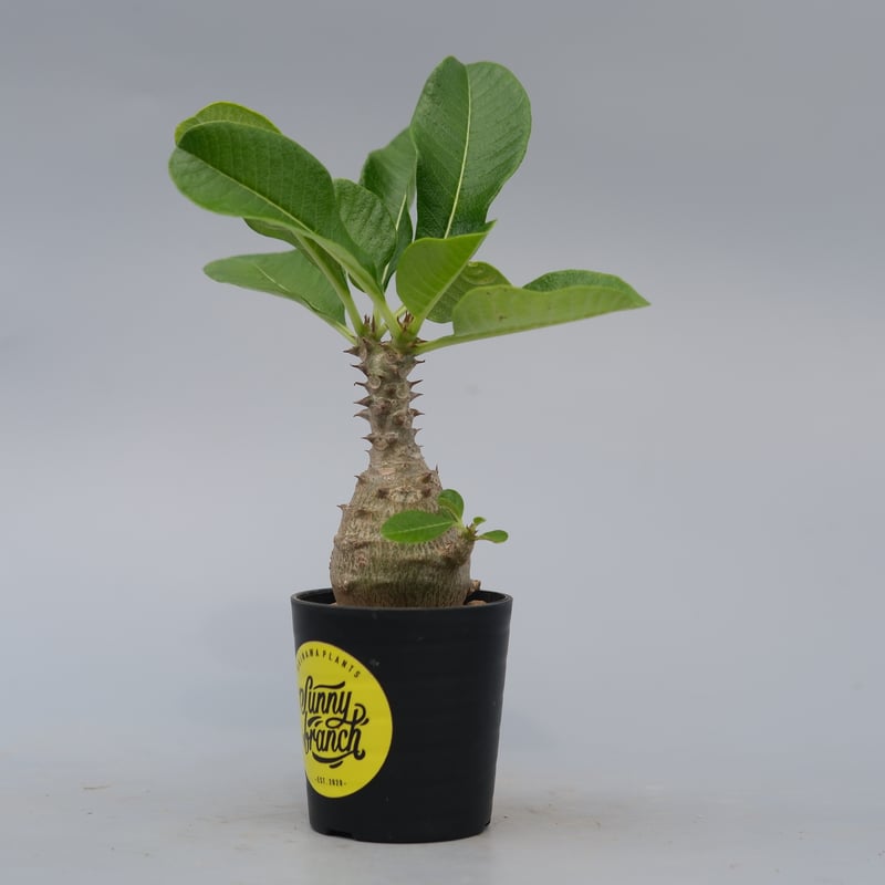 パキポディウム ウィンゾリー 実生株 070 Pachypodium windsorii |