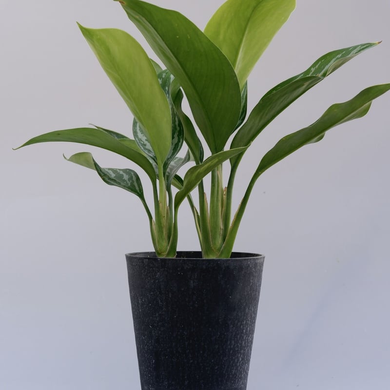 アグラオネマ ニティドゥーム カーティシー Aglaonema nitidum アグラオネマ ニティドゥーム カーティシー Aglaonema nitidum
