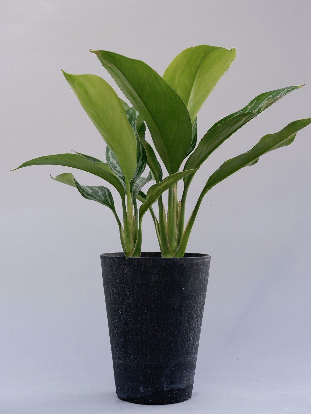 アグラオネマカーティシー Agleonema Curtisii 2401 アグラオネマ